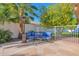 Cozy patio seating area with palm trees, citrus tree, and blue cushions perfect for outdoor relaxation at 2020 E Norwood St, Mesa, AZ 85213