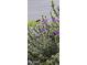 A hummingbird sips nectar from vibrant purple flowers in the beautifully landscaped yard at 20392 W Brittlewood Ave, Buckeye, AZ 85396