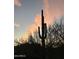 Tall saguaro cactus silhouetted against a colorful Arizona sunset sky at 7100 E Montgomery Rd, Scottsdale, AZ 85266