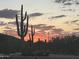 Silhouette of desert vegetation against an Arizona sunset at 7100 E Montgomery Rd, Scottsdale, AZ 85266