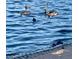 Close-up shot of ducks swimming in the beautiful lake, with a rocky edge visible along the bank at 11256 S Hopi Dr, Goodyear, AZ 85338