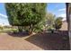 Beautiful backyard featuring desert landscaping, mature trees, and a gravel ground cover at 42906 W Darter Dr, Maricopa, AZ 85138