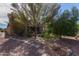 Well landscaped front yard with desert plants and stone walkway leading to the front door at 42906 W Darter Dr, Maricopa, AZ 85138