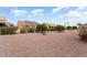 Expansive backyard with desert landscaping, mature trees, and a serene neighborhood ambiance at 15924 W Falcon Ridge Dr, Sun City West, AZ 85375