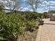 Landscaped backyard with a brick pathway and lush citrus trees at 6887 S Teresa Dr, Chandler, AZ 85249