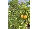 Vibrant citrus tree laden with ripe oranges, adding a touch of freshness and natural beauty to the property at 6887 S Teresa Dr, Chandler, AZ 85249
