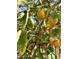 Lush lemon tree filled with ripe lemons, adding a touch of greenery and fresh produce to the backyard at 6887 S Teresa Dr, Chandler, AZ 85249