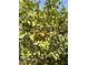 Close up of a healthy orange tree full of ripening fruit on a sunny day at 6887 S Teresa Dr, Chandler, AZ 85249