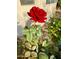 Close-up shot of a vibrant red rose, highlighting the beauty of the meticulously landscaped yard at 6887 S Teresa Dr, Chandler, AZ 85249