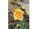 Delightful close-up of a peach-colored rose in a meticulously landscaped garden at 6887 S Teresa Dr, Chandler, AZ 85249