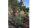 Delightful garden showcasing beautiful rose bushes, adding color and charm to the property at 6887 S Teresa Dr, Chandler, AZ 85249