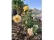 Beautiful peach-colored roses and lush green foliage decorate the garden at 6887 S Teresa Dr, Chandler, AZ 85249