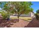 Backyard with fruit tree, rock ground cover, manicured lawn and patio at 1280 E Redwood Dr, Chandler, AZ 85286
