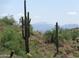 Desert landscape showcases vibrant cacti and natural vegetation against a mountain backdrop at 16856 N Mountain Pkwy, Fountain Hills, AZ 85268