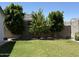Lush backyard with mature trees providing shade and a tall block wall at 13342 W Lariat Ln, Peoria, AZ 85383