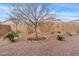 Backyard featuring desert landscaping and a young shade tree, enclosed by a block wall at 4718 E Pearl Rd, San Tan Valley, AZ 85143