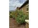 Charming desert landscaping in front yard with mature flowering bushes and well-maintained stone ground cover at 4820 N 210Th Ave, Buckeye, AZ 85396