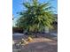 Landscaped front yard with desert plants, decorative rocks and mature shade tree at 17530 W Oberlin Way, Surprise, AZ 85387