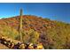 Desert landscape with cacti at 39347 N Old Stage Rd, Cave Creek, AZ 85331