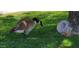 Friendly community goose enjoying the fresh grass and lake views at 517 S Marina Dr, Gilbert, AZ 85233