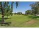 Expansive green lawn dotted with mature trees, creating a serene park-like setting at 1213 N Raven --, Mesa, AZ 85207