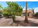 Lush backyard featuring mature fruit trees, a well-maintained lawn, and a patio area, ideal for outdoor enjoyment at 19507 N 90Th Ln, Peoria, AZ 85382