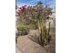 Lush desert landscape featuring a mature Bougainvillea, saguaro cactus, and decorative gravel at 11947 E Terra Dr, Scottsdale, AZ 85259