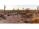 Expansive desert landscape with cacti and scrub, showcasing the natural beauty of the arid environment at 31409 N 166Th Pl, Scottsdale, AZ 85262