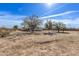 Large lot with mature trees and a single story home, surrounded by a chain link fence at 2038 S 221St Ave, Buckeye, AZ 85326