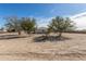 Large yard, surrounded by mature trees, which enhances privacy and aesthetic appeal at 2038 S 221St Ave, Buckeye, AZ 85326