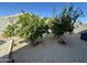 Backyard garden featuring lush fruit trees and gravel for easy maintenance, perfect for outdoor enjoyment at 12008 W Acapulco Dr, El Mirage, AZ 85335