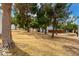 A grassy backyard with several trees at 13204 N 3Rd Way, Phoenix, AZ 85022