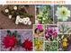 Backyard flowering cacti in bloom showcase the natural beauty of Arizona desert landscaping at 8554 W Keim Dr, Glendale, AZ 85305