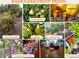 Backyard fruit trees and grape vines provide the opportunity to enjoy fresh, home-grown produce at 8554 W Keim Dr, Glendale, AZ 85305