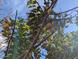 Looking up into a citrus tree with ripe fruit and a clear, blue sky at 2923 E Wahalla Ln, Phoenix, AZ 85050