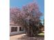 Charming home with a blooming tree and well-maintained landscaping and brick paved walkway at 2923 E Wahalla Ln, Phoenix, AZ 85050