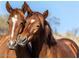 Close-up of two light brown horses with white markings, one gently resting its head on the other at 2923 E Wahalla Ln, Phoenix, AZ 85050