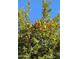 View of a healthy orange tree abundant with ripe citrus fruit at 2923 E Wahalla Ln, Phoenix, AZ 85050