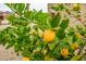 Close up of a lemon tree with vibrant green leaves and bright yellow citrus fruit at 16051 W Desert Winds Dr, Surprise, AZ 85374