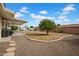 Spacious backyard with gravel landscaping and a mature citrus tree at 6329 E Dodge St, Mesa, AZ 85205