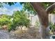 Lush backyard garden with mature trees, vibrant plants, decorative rocks, and a partial view of the house at 17132 N Silver Path, Surprise, AZ 85374