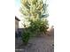 Backyard featuring lemon trees, desert landscaping and a block wall fence for added privacy at 265 E Liberty Ln, Gilbert, AZ 85296