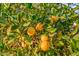 The yard has a bountiful lemon tree full of vibrant, ripe lemons ready to be picked at 15131 W Daybreak Dr, Surprise, AZ 85374