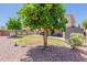 Landscaped backyard with a mature tree, shed, covered patio, and grass at 5445 S 239Th Dr, Buckeye, AZ 85326