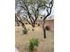 Serene backyard with desert landscaping and mature shade trees at 1750 W Union Hills Dr # 91, Phoenix, AZ 85027