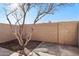 Private backyard featuring a mature shade tree, dirt landscaping, and concrete patio at 2117 W Pontiac Dr, Phoenix, AZ 85027