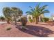 Well-maintained front yard with mature trees, shrubs, and desert landscaping at 23034 N Pedregosa Dr, Sun City West, AZ 85375