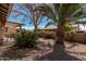 Lush backyard features mature trees, gravel landscaping, and a covered patio for enjoying the outdoors at 1403 E Las Colinas Dr, Chandler, AZ 85249