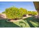 Landscaped backyard featuring mature citrus trees, an artificial lawn and a storage shed at 5618 E Des Moines St, Mesa, AZ 85205