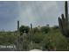 Desert landscape filled with cactus and green foliage at 6432 E Old Paint Trl, Carefree, AZ 85377